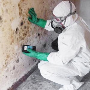 Thumbnail for Asbestos And Mold Inspection Services