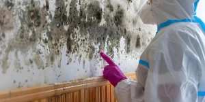 Person in protective gear points at black mold on a wall. Wood paneling is visible below.