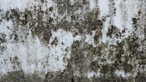 Mold