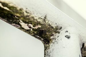 Mold Services