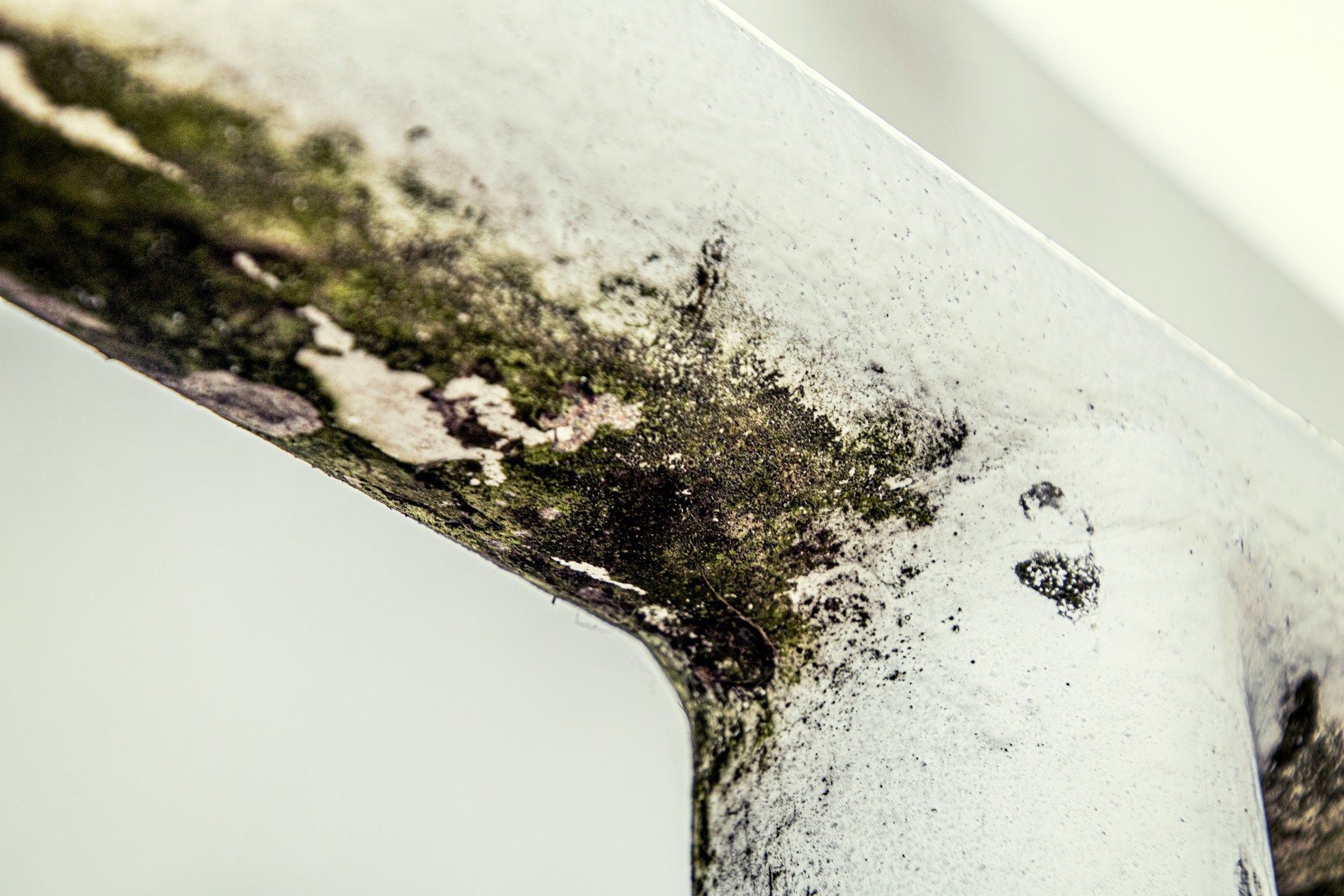 Mold Services