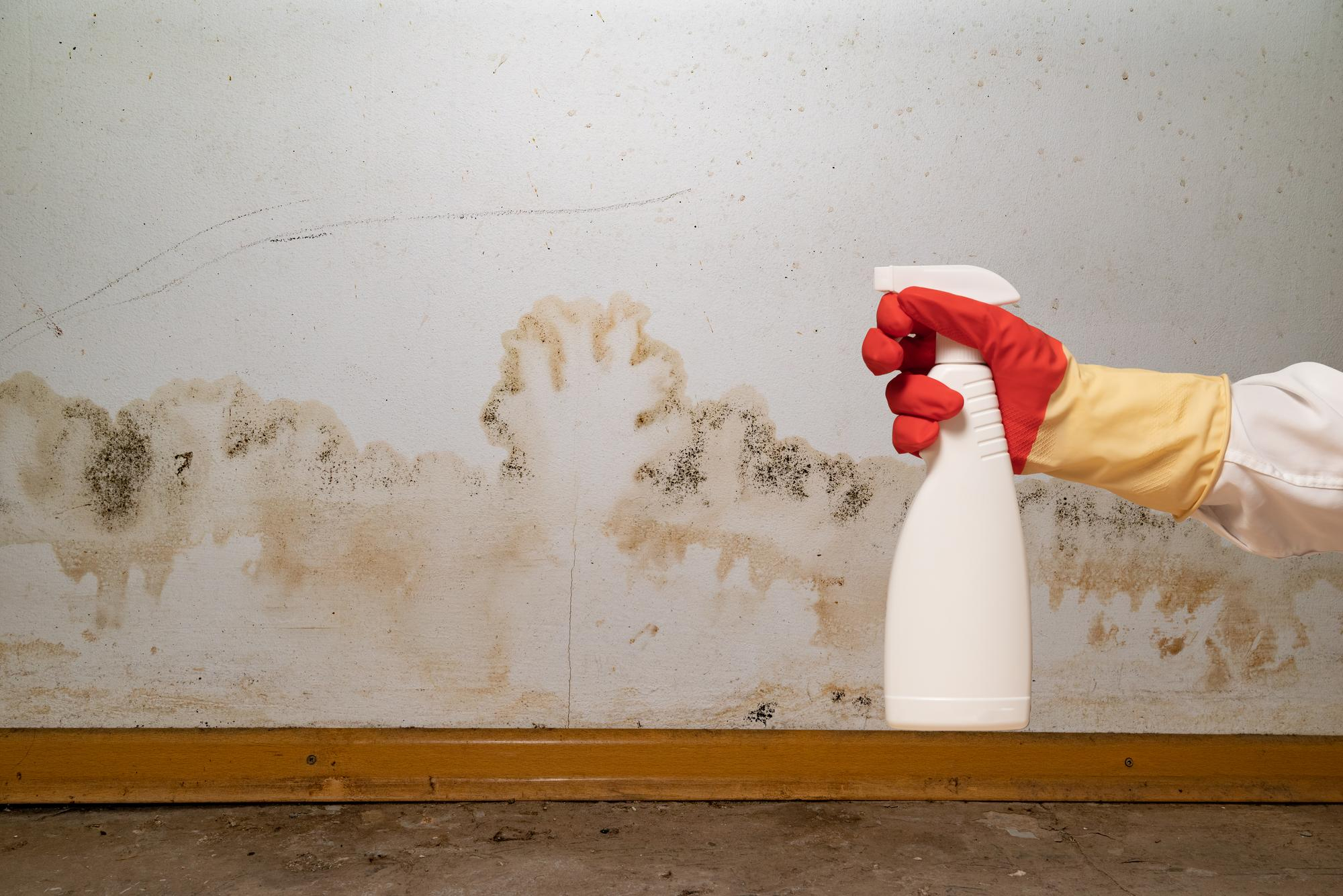 mold removal