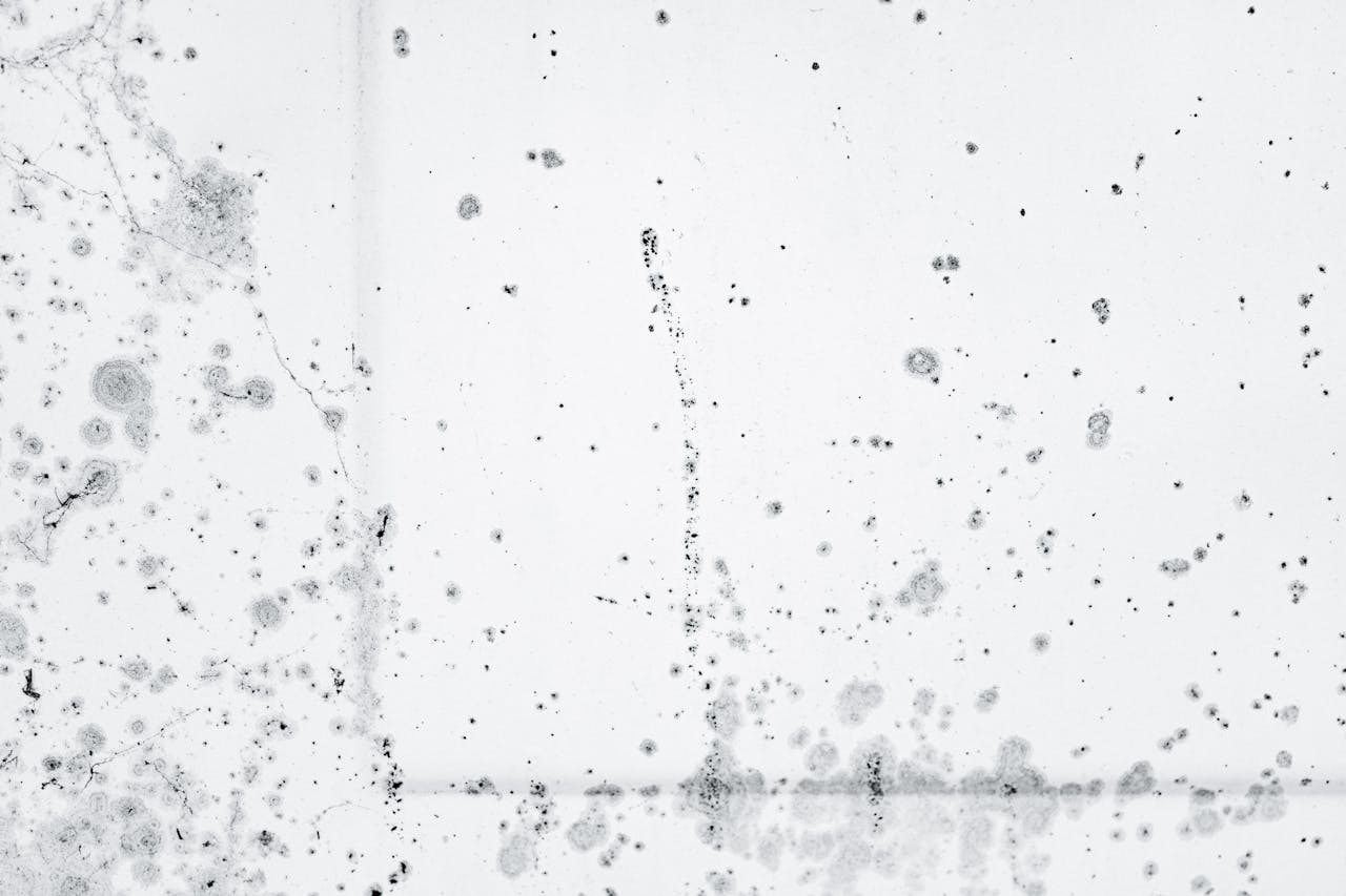 Mold Remediation