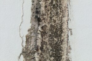 Mold Testing