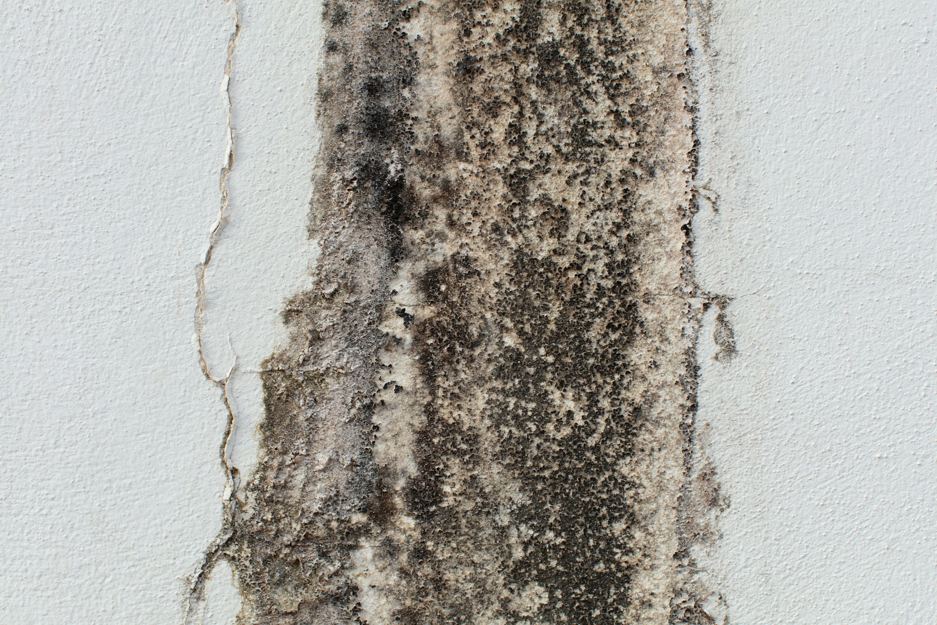Mold Testing