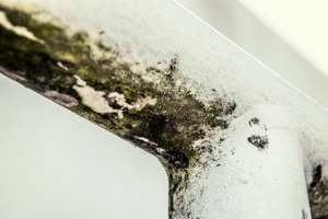 Mold
