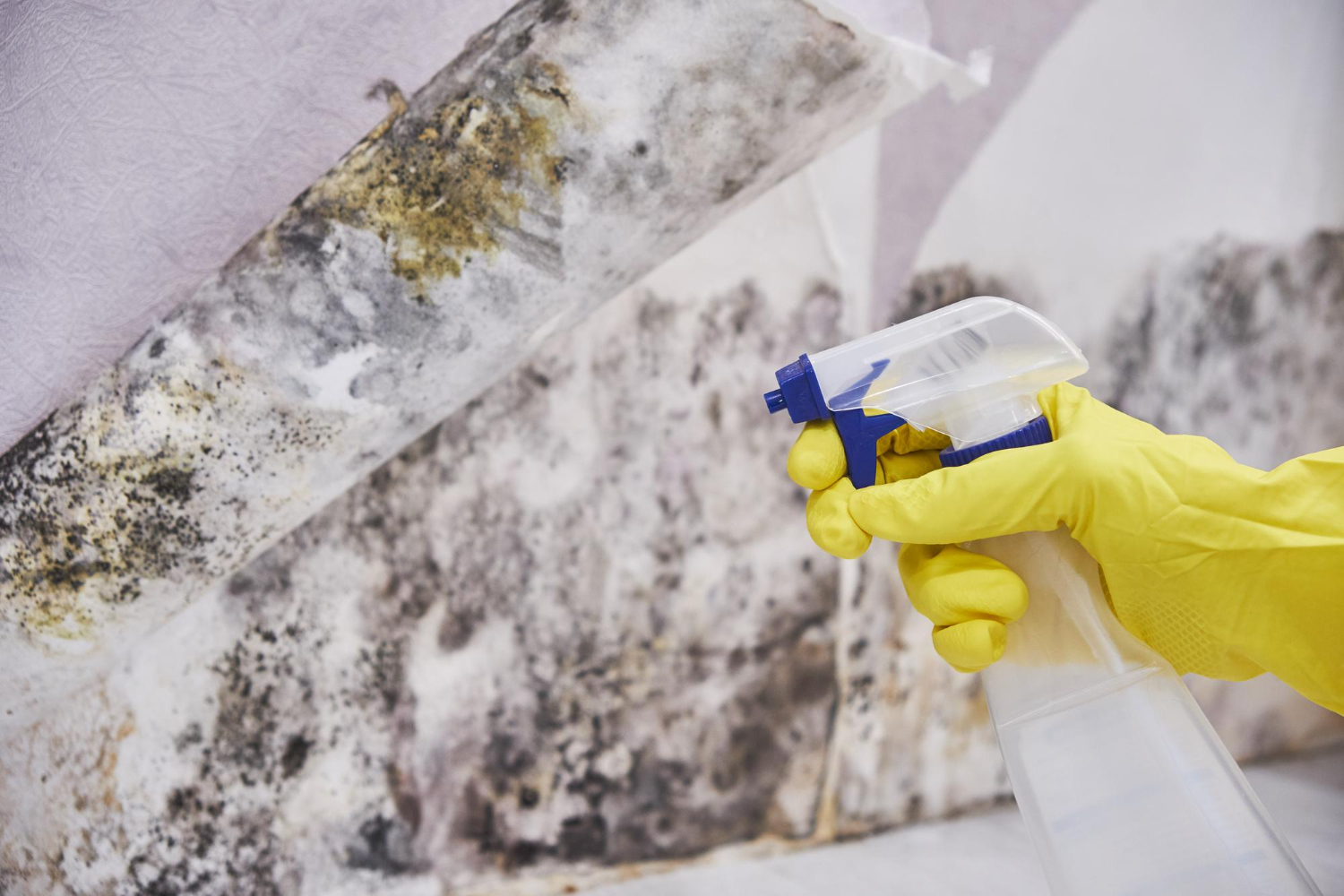 mold removal