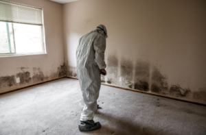 mold inspection